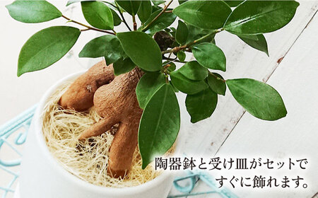 幸せを呼ぶ木『 ガジュマル 』 糸島市 / cocoha [AWB022] 観葉植物