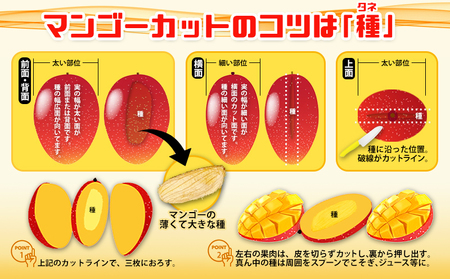 【2026年発送】　ご家庭で美味しく！アップルマンゴー約1.5kg【つは農園】 フルーツ 果物 期間限定 数量限定 先行予約 南国 プレゼント お土産 おみやげ ギフト くだもの 季節 おきなわ 青果 デザート おすすめ 人気 冷蔵 夏 スイーツ