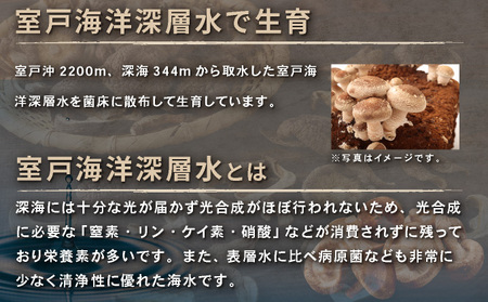 干し椎茸(しいたけ)１０袋計３００ｇ 菌床シイタケ