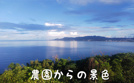 2026年発送【陽月農園】　贈答用マンゴー 約1kg フルーツ 果物 期間限定 数量限定 先行予約 南国 プレゼント お土産 おみやげ ギフト くだもの 沖縄 おきなわ 青果 デザート おすすめ 人気 冷蔵 夏 スイーツ