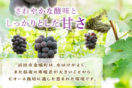 【先行予約】【2026年産】山陰浜田の特産果樹ピオーネ（2kg）＜8月下旬から発送開始予定＞ ふるさと納税 ぶどう ふるさと納税 ピオーネ ブドウ 葡萄 フルーツ くだもの 果物 【010_1945】