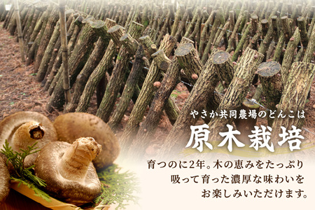 自然豊かな浜田市弥栄町で原木栽培した「干し椎茸どんこセット」 きのこ 椎茸 どんこ 干ししいたけ 【041_1198】