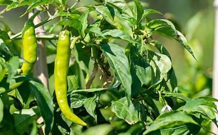 佐賀産季節の旬野菜15種類（農薬・化学肥料不使用）露地栽培野菜 セット スローLIFEスローWORK大和：B150-008