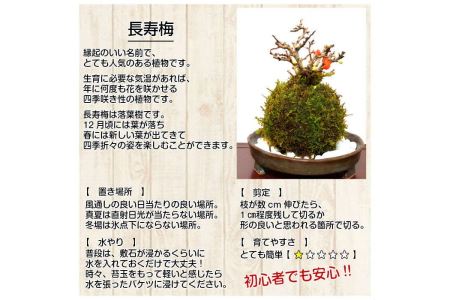 天然苔専門店 弥栄苔 選べる縁起物苔玉（2個セット）【155_1316】