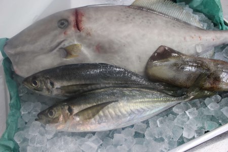 創業令和3年！何十年ぶりに浜田で鮮魚店誕生◎気合の入った刺身魚3種セット◎ 鮮魚詰め合わせ 鮮魚 お任せ セット 刺身 ブロック 冷凍 厳選 産地直送 お取り寄せ 真空 海鮮 魚介類 【171_1639】