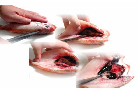 香ばしさと滴る脂に舌鼓！ のどぐろ干物3枚セット 魚介類 魚貝類 魚 のどぐろ 干物 干もの 一夜干し おかず つまみ 【020_1692】
