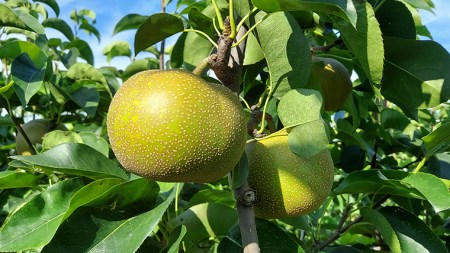 にっこり梨 3kg 【10月発送開始】