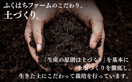 【2026年5月下旬-発送】桃 特別栽培ハウスもも 約1kg 化粧箱入り / 桃 もも モモ フルーツ 果物 旬 / 南島原市 / ふくはちファーム [SBS005]
