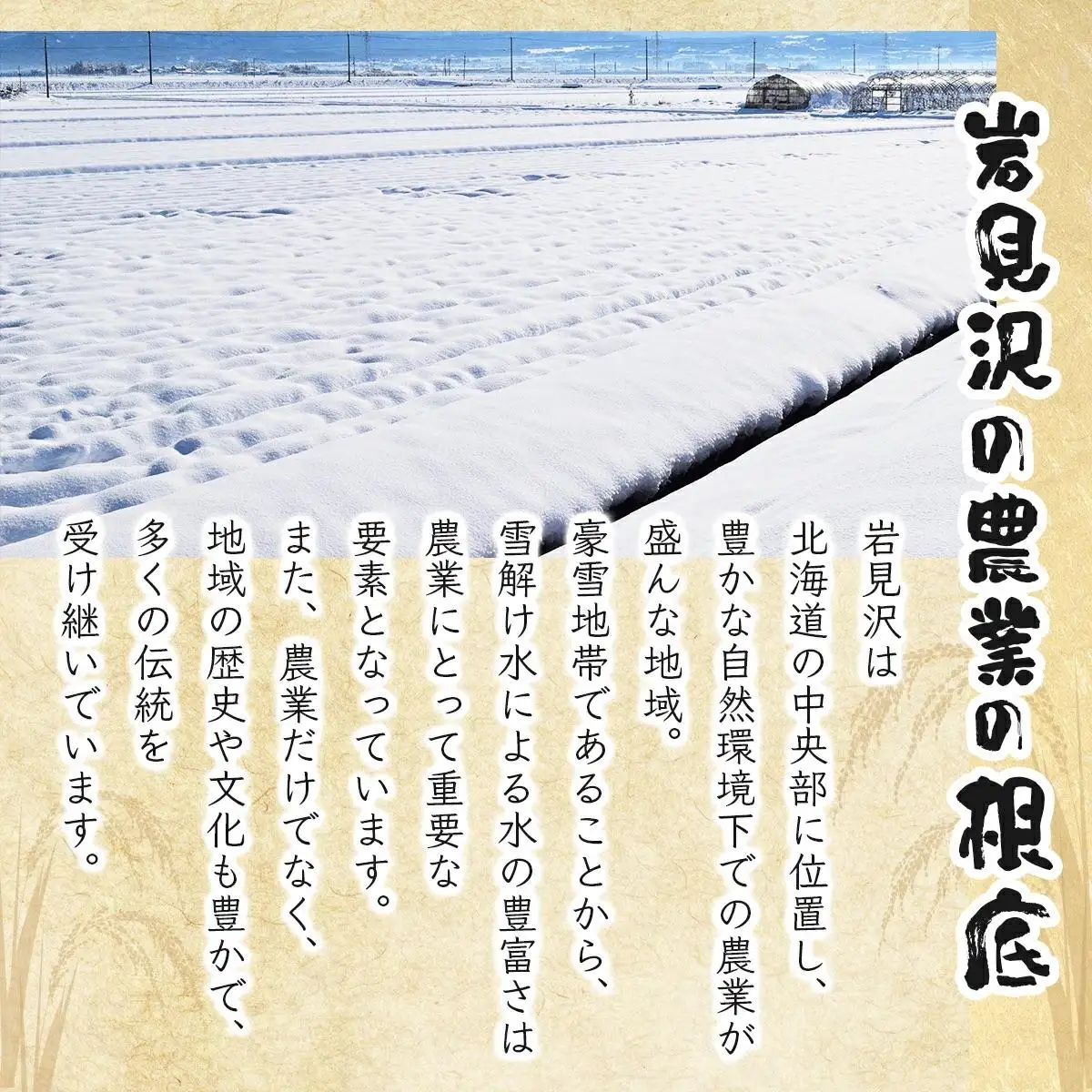 《令和 7 年産》お米 ななつぼし 5kg｜『100%自家生 産精米』善生さんの自慢の米 ※一括発送 北海道 岩見沢市【06119】