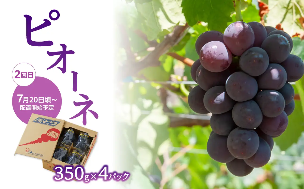 【先行受付】福岡ぶどう定期便【全3回】【JAふくおか】ぶどう食べ比べ便 各1.4kg（種なし巨峰、ピオーネ、シャインマスカット） 002-T002