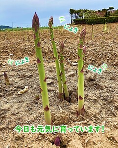 【令和8年産先行受付】上田ファームのグリーンアスパラガス　1kg《数量限定》
