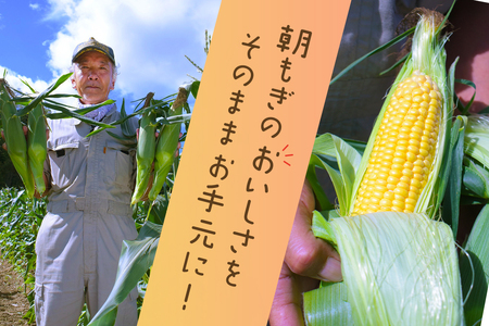【令和8年産先行受付】北海道とままえ産スイートコーン　約15本（先行予約　北海道産　とうもろこし　とうきび　朝どれ　朝もぎ　旬　新鮮　送料無料　冷蔵）