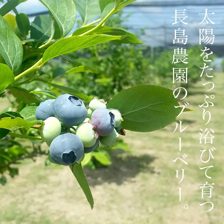 ブルーベリージャム 2本 ジャム ブルーベリー 国産 茨城県産 [AK007sa]
