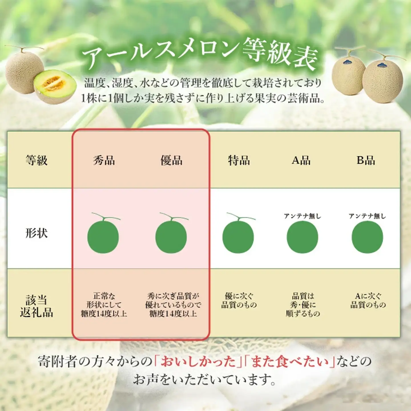メロン 茨城県産 R8年産 アールスメロン 約2.5kg 2個