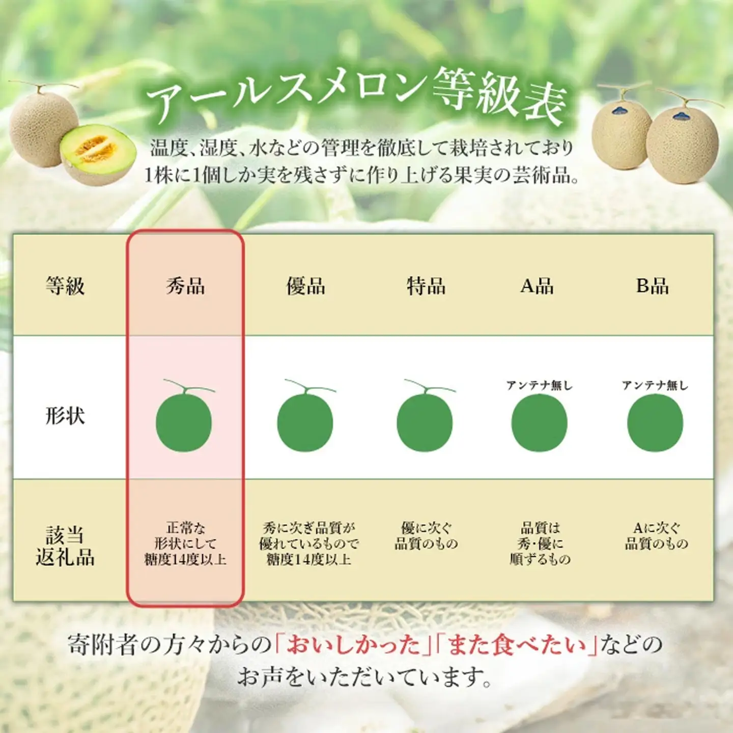 メロン 茨城県産 R8年産 アールスメロン 秀品 1個