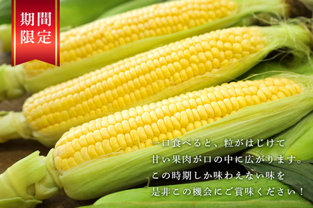 【数量限定 / 夏季限定】 朝穫りとうもろこし 約5kg トウモロコシ 朝どれ 朝採れ 朝採り 17-N 【7月上旬～8月中旬発送予定】