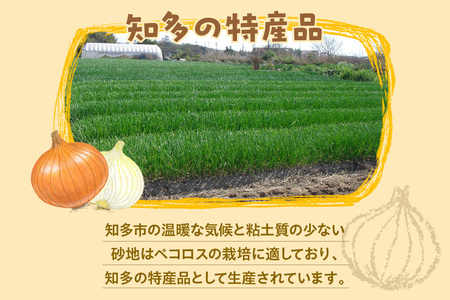 ★先行予約★知多ペコロス ミニ玉ねぎ タマネギ たまねぎ ペコロス 野菜 特産 愛知県 知多市
