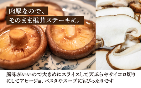 先行予約【期間限定】（2026年11月から順次発送）菌床生椎茸　詰め合わせ 1.2kg 椎茸  生しいたけ 【71-3】