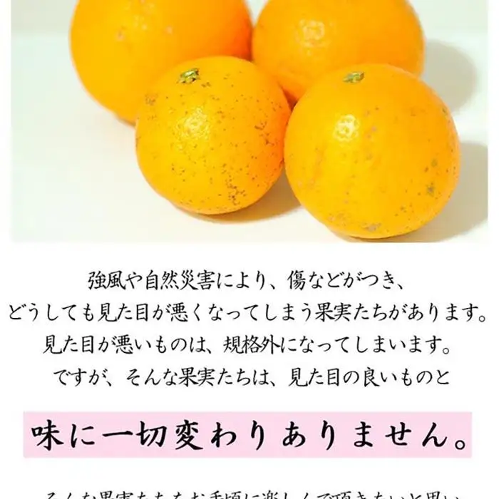 訳あり 清見オレンジ 混合 10Kg【令和9年3月から発送】清見オレンジ 