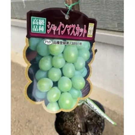 シャインマスカット苗木_花・観葉植物 観葉植物・苗木  _【1345227】