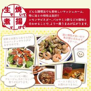 岩手県産 八幡平マッシュルーム1kg 色はおまかせ ／ マッシュルーム きのこ 茸 キノコ 料理 なま 生食 サラダ パスタ バーベキュー BBQ おつまみ つまみ 焼く 揚げる 調理 料理 スープ ソース 自宅用 和食 洋食 おすすめ オススメ 【ジオファーム】