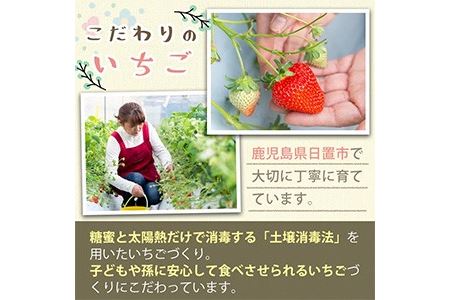 No.464 いちごのフリーズドライセット(赤いちご9g×3袋・白いちご8g×1袋) 国産 九州産 鹿児島県産 加工食品 加工品 苺 イチゴ 果物 くだもの フルーツ 小分け パック セット 保存食 常温 トッピング 保存料無添加 着色料無添加【ままりあ農園】
