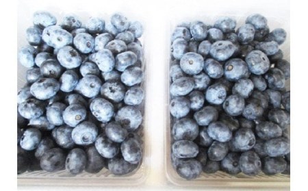 尾花沢産とれたて完熟ブルーベリー 生果実 1kg 500g×2パック 7月中旬~下旬頃発送 令和8年産 2026年産 ブルーベリー 果物 フルーツ 産地直送 kb-bbxxx1000 ※沖縄・離島への配送不可