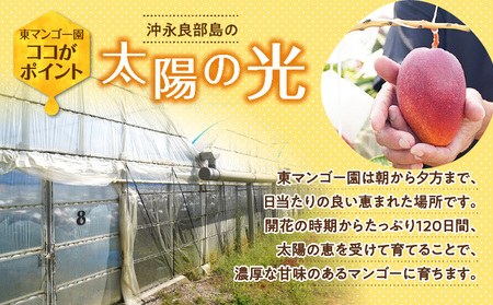 【 2026年 先行予約 】 南の島 で 太陽 の日差しをたっぷり浴びた 沖永良部産 「 完熟 アップルマンゴー 」 1kg W014-007u 果物 マンゴー