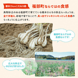 橋本さんちの根付き生らっきょう 6kg