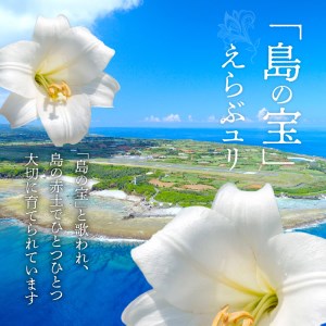 沖永良部島 で大切に育てられた えらぶユリ 切り花 10本入 W008-009u 雑貨 日用品 花