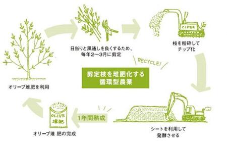 オリーブの苗木 50cm 2本 と オリーブたい肥 1袋