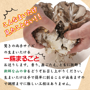 【早期予約 2026年9月発送開始予定】 生まいたけ 大株 約1200g 【安比まいたけ】 ／ 生 まいたけ 安比 舞茸 マイタケ 国産 岩手県産 きのこ キノコ 茸 野菜 一株 炊き込みご飯 炊込みご飯 天ぷら てんぷら 味噌汁 みそ汁 煮物 お鍋 鍋 すきやき すき焼き ソテー 炒めもの パスタ おすすめ