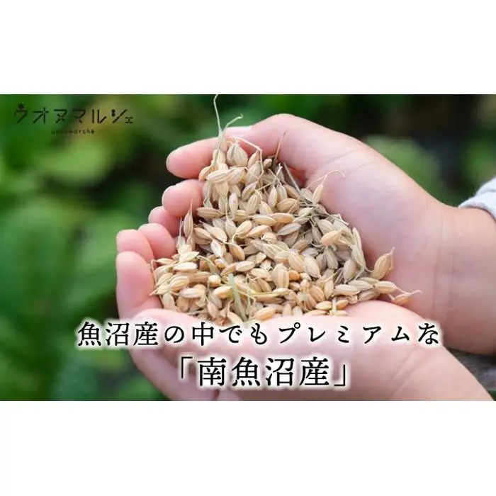 【令和７年産】おかずのいらない 魚沼産コシヒカリ　無洗米１０ｋｇ 令和７年産【銘柄米 ブランド米 無洗米 こしひかり コシヒカリ 魚沼産 新潟米 産地直送 お米 米 こめ コメ ご飯 御飯 ごはん】