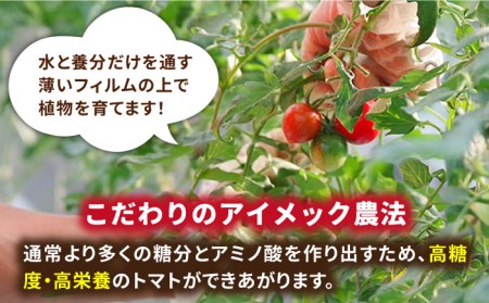 あま壱岐 ミディトマト 約48粒  《壱岐市》【壱岐の潮風】 [JAE009] トマト ミディトマト 野菜 ギフト プレゼント 贈り物 15000 15000円