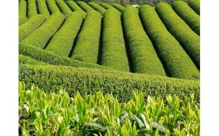 奥八女上陽茶　極上煎茶「天の葉」100ｇ・極上煎茶「光の葉」100ｇセット箱 178-003