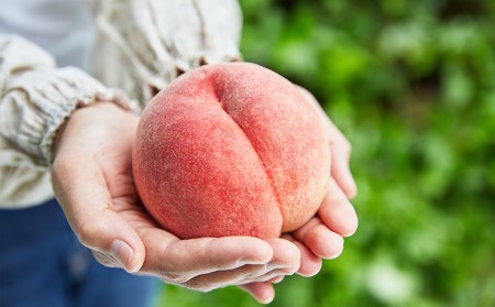 桃農家さんおすすめ！山形のおいしい桃 2kg[柔らかくなる桃] 【令和8年産先行予約】FS25-599 くだもの 果物 フルーツ 山形 山形県 山形市 2026年産