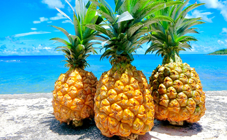 定期 2026年発送【定期便】久米島産人気のフルーツお届け 年5回コース 南国 フルーツ