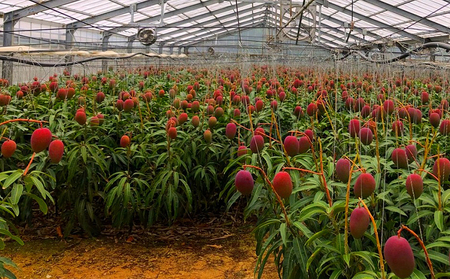 マンゴー【2026年発送】サンライズファーム 自宅用マンゴー 約1kg（2～3玉）