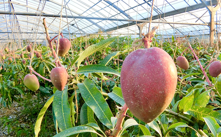 マンゴー【2026年発送】久米島印商店 完熟マンゴー 約1kg  フルーツ 果物