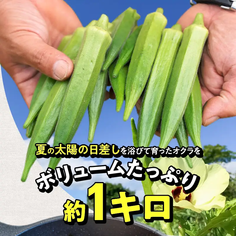 【2026年発送】太陽をたっぷり浴びて育った　オクラ１kg　H139-021