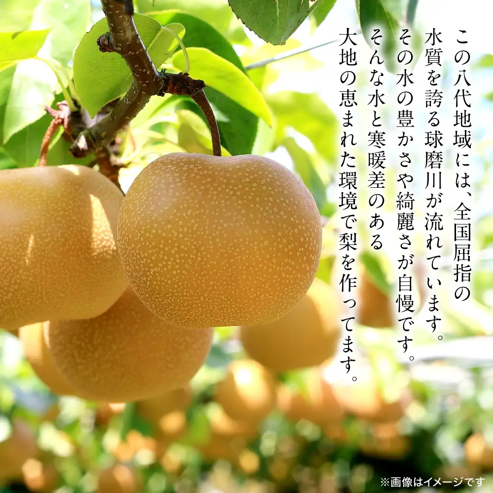 【先行予約】 豊水梨 約5kg (6～22玉) 梨 なし ナシ フルーツ くだもの 果物 旬 熊本県 八代市 【2026年8月中旬より順次発送】