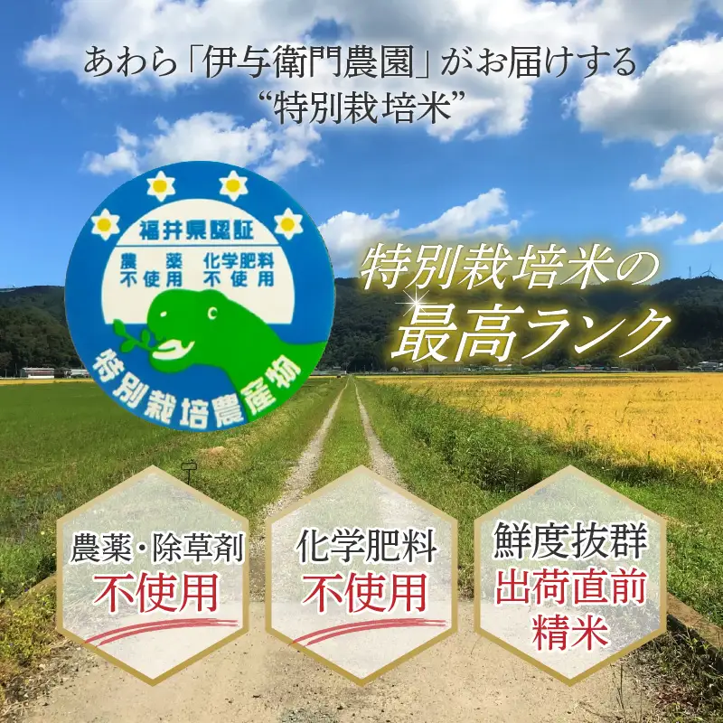 【先行予約】【令和8年産 新米】伊与衛門農園のコシヒカリ 精米 5kg 特別栽培米 化学肥料不使用 ＜温度と湿度を常時管理し新鮮米を出荷！＞／ 高品質 鮮度抜群 福井県あわら産 ブランド米 白米 お米 ※2026年9月下旬より順次発送予定 [aw071-a009]