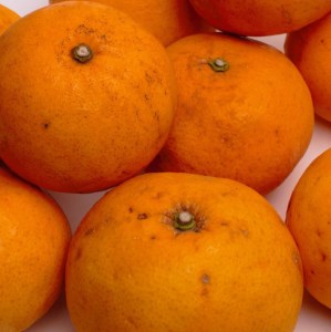 ＜4月より発送＞厳選 甘夏柑10kg+250g（傷み補償分）◇【初夏のみかん・旬の果物】【有田産】【光センサー食べ頃出荷】