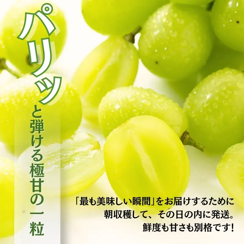 ＜2026年発送分　先行予約受付中！！＞ 厳選朝採りシャインマスカット 約1.6～2.0kg（2～3房）シャインマスカット