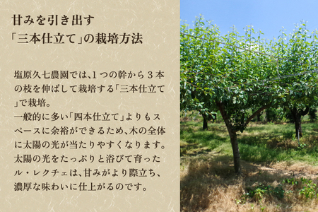 【2026年先行予約】新潟特産 幻の洋梨ル・レクチェ 秀品 約3kg (7～9玉) 《11月下旬～順次発送》 塩原久七農園