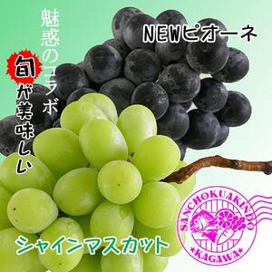 《2026年発送》シャインマスカット & ニューピオーネ セット 約2kg ( 種なしシャインマスカット 約1kg & 種なしニューピオーネ 約1kg ) 香川産 ｜ぶどう マスカット 人気品種 コラボ