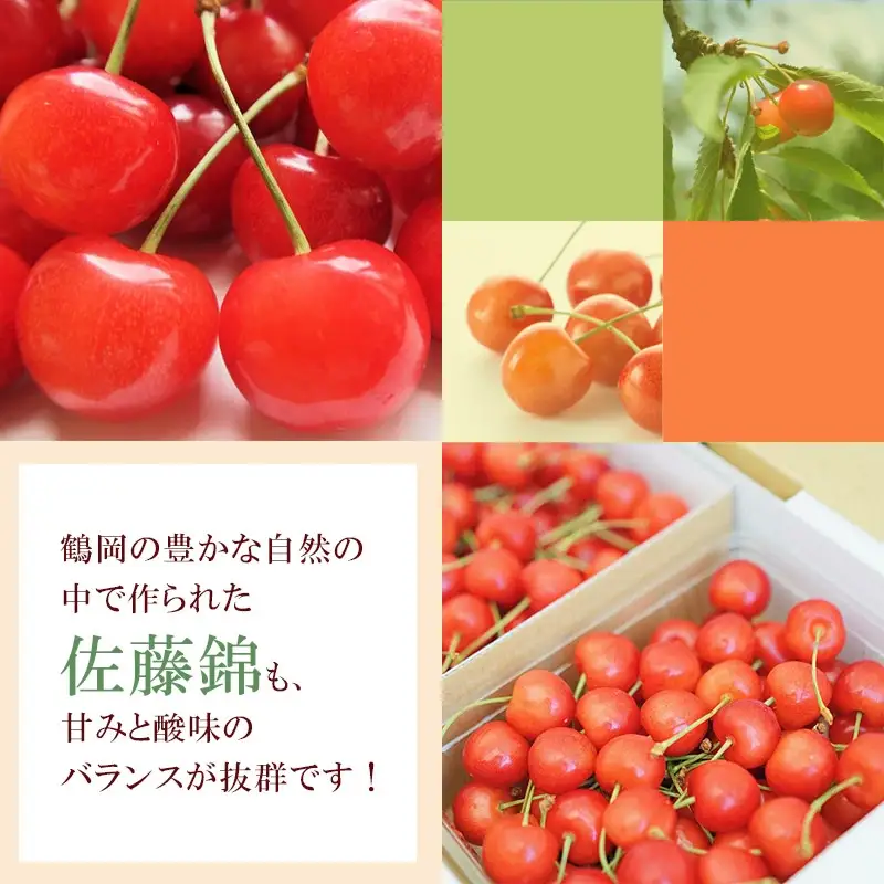 【令和8年産先行予約】 さくらんぼ 佐藤錦 (L又は2Lサイズ) 1kg バラ詰め 山形県鶴岡市産　株式会社 元青果