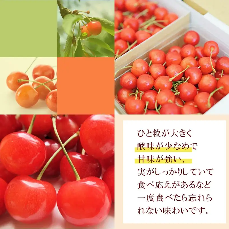 【令和8年産先行予約】 さくらんぼ 紅秀峰 (L又は2Lサイズ) 1kg バラ詰め 山形県鶴岡市産　株式会社 元青果