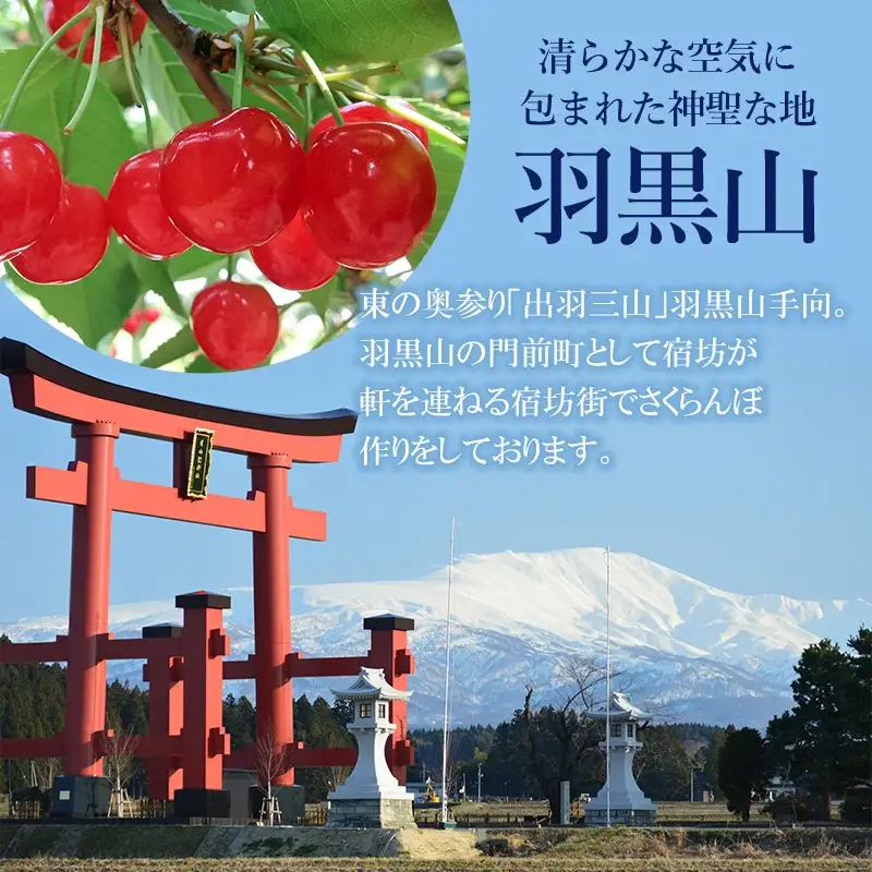 【令和8年産先行予約】佐藤錦 1kg 2L～Lサイズ 混合 バラ詰め 小林農園 さくらん坊