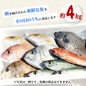 産地直送！ 海陽町より旬の魚をお届け！ 鮮魚セット 中セット 約４kg  詰め合わせ 